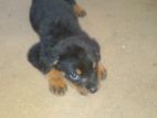 Rottweiler Puppy