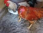Farm Hen