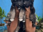 German Shepherd Puppies