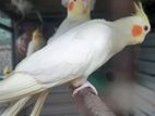 Cockatiel Bird