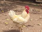 Farm Hen