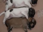 Shitzu Puppies