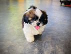 Shihtzu Puppy