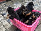 Rottweiler puppies