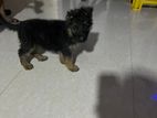 German shepherd Puppies