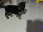 German shepherd Puppies