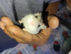Hamster