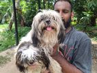 Shihtzu Puppy