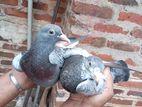 Pigeon