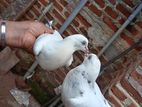 Pigeon
