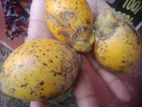 රට පුවක්