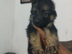 German Shepherd Puppy