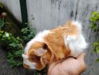 Guinea Pigs