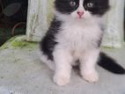 Persian Kitten