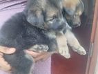 German Shepherd Puppy