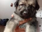 German Shepherd Puppy