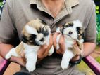 Shitzu Puppy