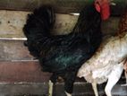 Farm Chickens