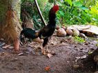 Farm Hen