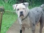 Xl American Bully Female Dog