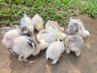 Brahma Chicks