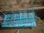 Fish Tank