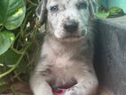 Great Dane Puppies