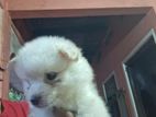 Pomerian Puppy