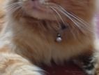 Persian Cat