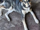 Dog for Kind Home