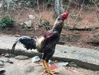 Farm Hen
