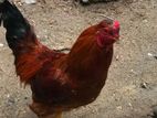 Farm Chicken