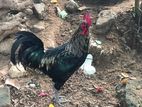 Farm Hen