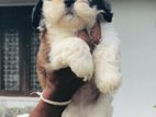 Shihtzu Male Puppies