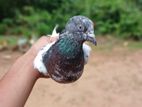 Pigeons