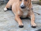 Dog for Kind Home
