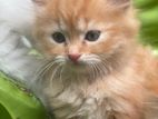 Persian Kittens