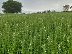 Land for Sale Hadapanagala