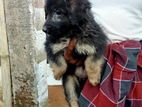 German Shepherd Puppy