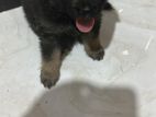 Pomeranian Puppies