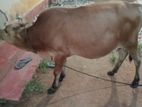 Milk Cow