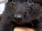 Lion Shepherd Puppy