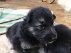 Lion Shepherd Puppies