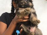 Lion Shepherd Puppies