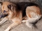 Dog for Kind Home