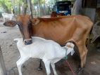 Farm Cow