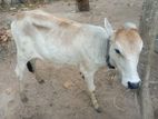 Farm Cow