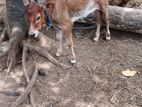Farm Cow