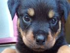 Rotweiler Puppies