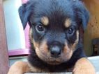 Rottweiler Puppies